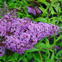 Buddleja davidii 'Dartmoor'
