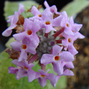 Buddleja crispa