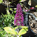 Buddleja davidii 'Santana'