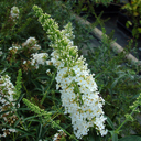 Buddleja davidii 'White Profusion'