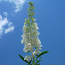 Buddleja davidii v. nanhoensis 'Nanho Alba'