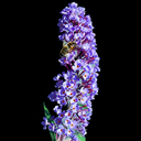 Buddleja davidii v, nanhoensis 'Nanho Blue'