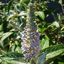 Buddleja fallowiana �AGS China Expedition�