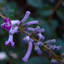 Buddleja hemsleyana smaller