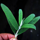 Buddleja knappii
