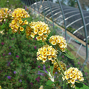 Buddleja x weyreana �Sungold�