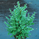 Buxus 'Emerald Princess'