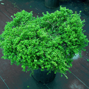 Buxus microphylla 'Curley Locks'