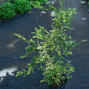 Buxus sempervirens 'Aureo-Pendula'