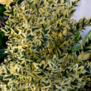 Buxus sempervirens 'Variegata' (�Elegantissima�)