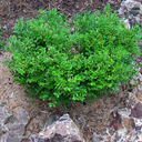 Buxus sinica v. insularis 'Tide Hill'