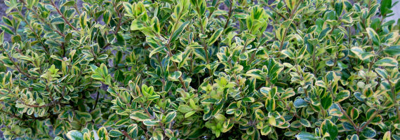 Buxus
