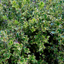 Buxus microphylla 'Golden Dream'