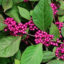 Callicarpa giraldii (Bodnieri) 'Profusion'