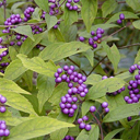 Callicarpa japonica