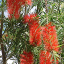 Callistemon rigidus