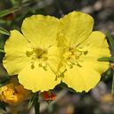 Calylophus serrulatus