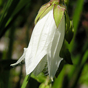 Campanula alliariifolia dwarf