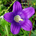 Campanula aff. aucheri