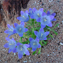 Campanula besenginica (tridens)