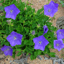Campanula carpatica 'Graham Giant'