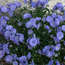 Campanula cochlearifolia 'Elizabeth Oliver'