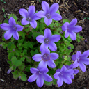 Campanula fenestrellata