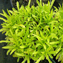 Campanula medium Fl. Pl. Mix