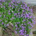Campanula portenschlagiana