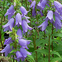 Campanula prenanthoides