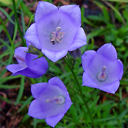 Campanula samarkandensis