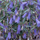 Campanula tommasiniana