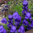 Campanula x pulloides (carpatica x pulla)