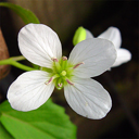 Cardamine trifolia