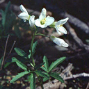 Cardamine x maxima