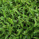 Carex ciliatomarginata 'Island Brocade'