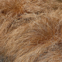 Carex comans Bronze Form