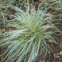 Carex conica marginata Carex conica marginata