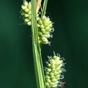 Carex demissa Carex demissa