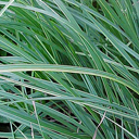 Carex nigra variegata