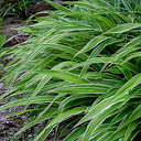 Carex siderosticata variegata Carex siderosticata variegata