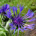 Centaurea montana 'Presley's Blue Hawaii'