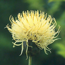 Centaurea ruthenica