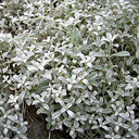 Cerastium candidissimum