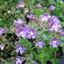 Chaenorrhinum origanifolium 'Blue Dream'