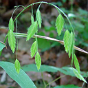 Chasmanthium latifolium