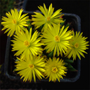 Chasmatophyllum musculinum