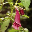 Chelinopsis yagiharana