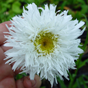 Chrysanthemum maximum 'Aglaya'
