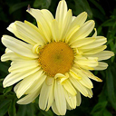 Chrysanthemum maximum 'Sonnenschein'